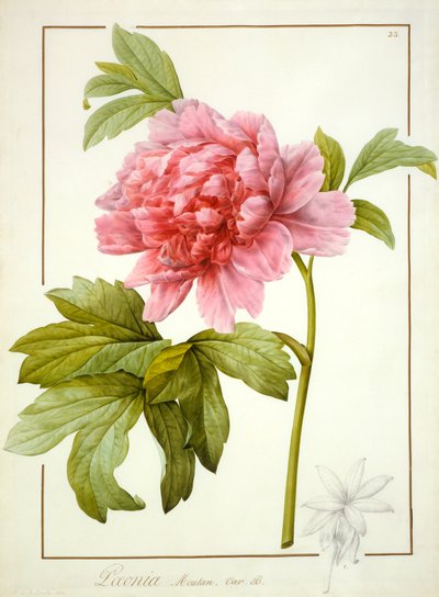 Paeonia Suffruticosa, 1812 - Pierre Joseph Redouté